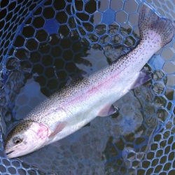 大型ブラウン連発！ ～岡崎トラウトポンド～